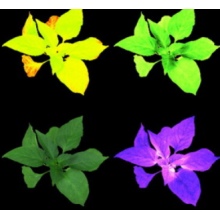 植物光合表型测量系统PlantExplorer