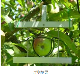 1584068132364316.jpg 苹果.jpg